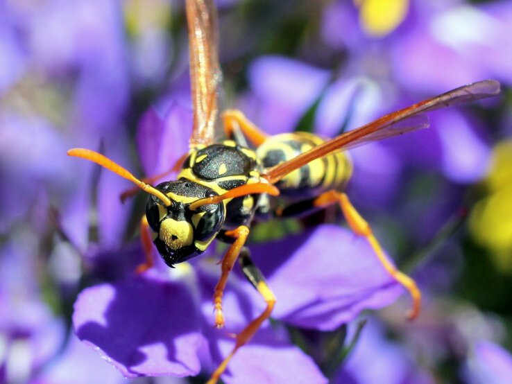 Nahaufnahme einer Wespe auf lilafarbenen Blüten mit leuchtend gelb-schwarzer Färbung und langen, dünnen Beinen.